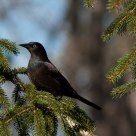 Birds 27